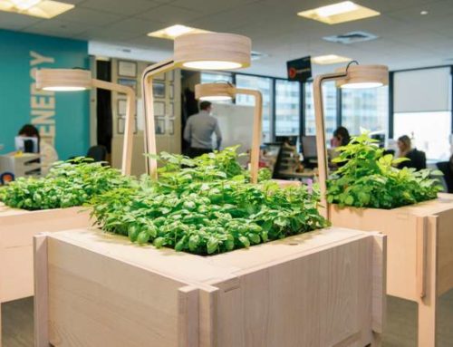 Potagers d’entreprise : se mettre au vert au bureau